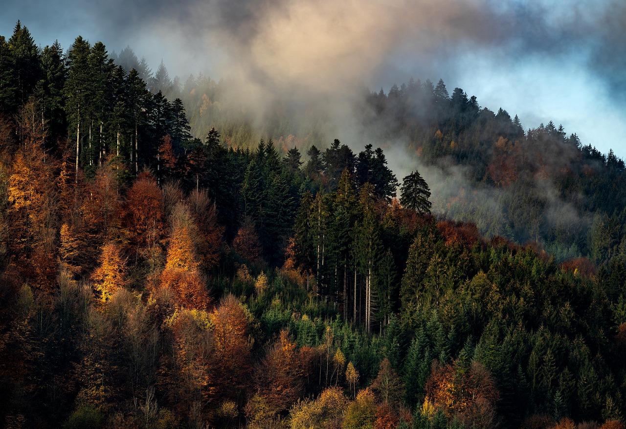 Black Forest Roots: A Collector's Tour of Cuckoo Clock History